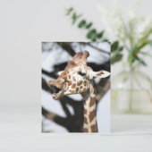 Funny konfrontiert reticulated Giraffe, San Franci Postkarte (Stehend Vorderseite)