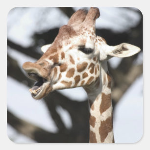 Funny konfrontiert reticulated Giraffe, San Franci Quadratischer Aufkleber