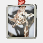 Funny konfrontiert reticulated Giraffe, San Franci Silbernes Ornament (Links)