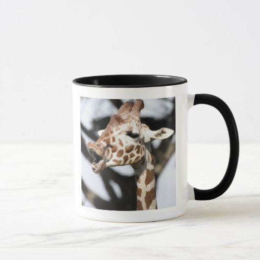 Funny konfrontiert reticulated Giraffe, San Franci Tasse (Rechts)