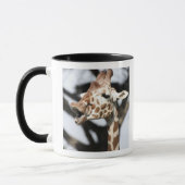 Funny konfrontiert reticulated Giraffe, San Franci Tasse (Links)