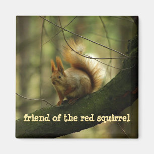 Funny Krass Eichhörnchen/Friend of the Red Squirre Magnet