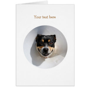 Funny Lächelhund