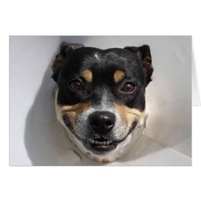Funny Lächelhund (Vorderseite (Horizontal))