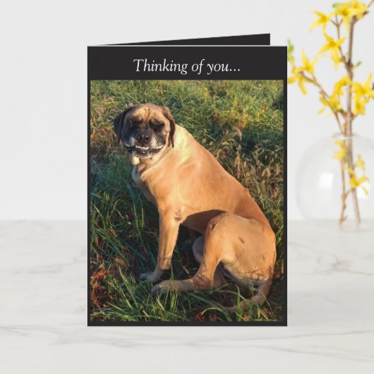 Funny Lächeln Englisch Mastiff Dog Karte (Gelbe Blume)