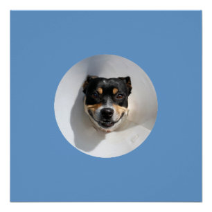 Funny lächelnd Hundeplakat Poster