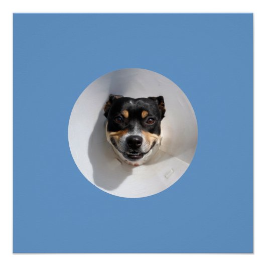 Funny lächelnd Hundeplakat Poster (Vorderseite)