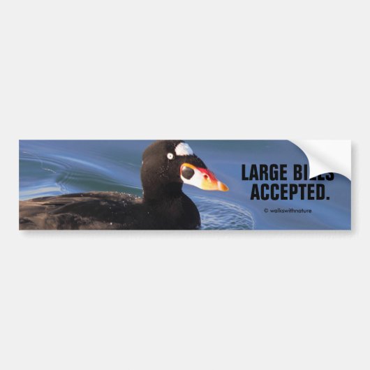 Funny Large Bills Accepted Surf Scoter Duck Autoaufkleber (Vorne)