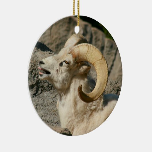 Funny Laughing Bighorn Sheep oder Ram Keramikornament (Rechts)