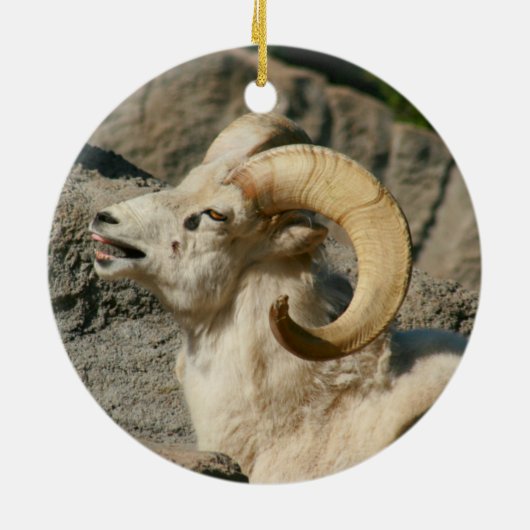 Funny Laughing Bighorn Sheep oder Ram Keramikornament (Hinten)