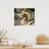 Funny Laughing Bighorn Sheep oder Ram Poster (Küche)