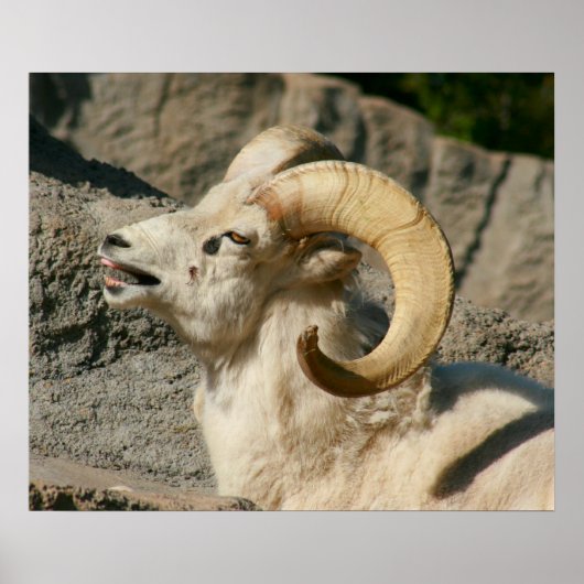 Funny Laughing Bighorn Sheep oder Ram Poster (Vorne)