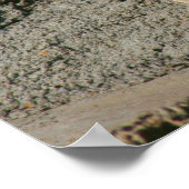 Funny Laughing Bighorn Sheep oder Ram Poster (Ecke)