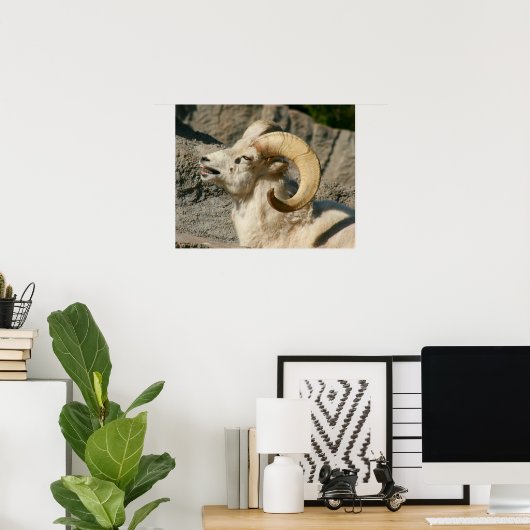 Funny Laughing Bighorn Sheep oder Ram Poster (Heimbüro)