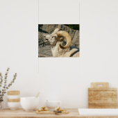 Funny Laughing Bighorn Sheep oder Ram Poster (Küche)