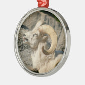 Funny Laughing Bighorn Sheep oder Ram Silbernes Ornament (Links)