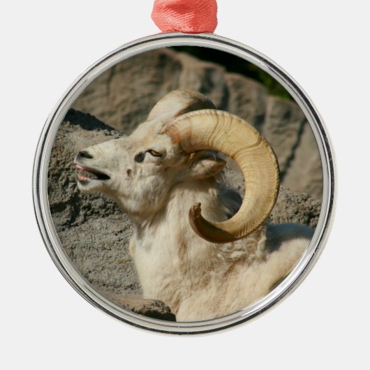 Funny Laughing Bighorn Sheep oder Ram Silbernes Ornament (Vorne)