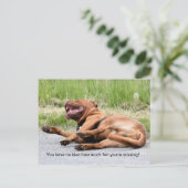 Funny Laughing Dog Postcard Postkarte (Stehend Vorderseite)