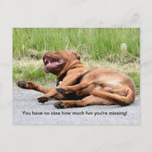 Funny Laughing Dog Postcard Postkarte