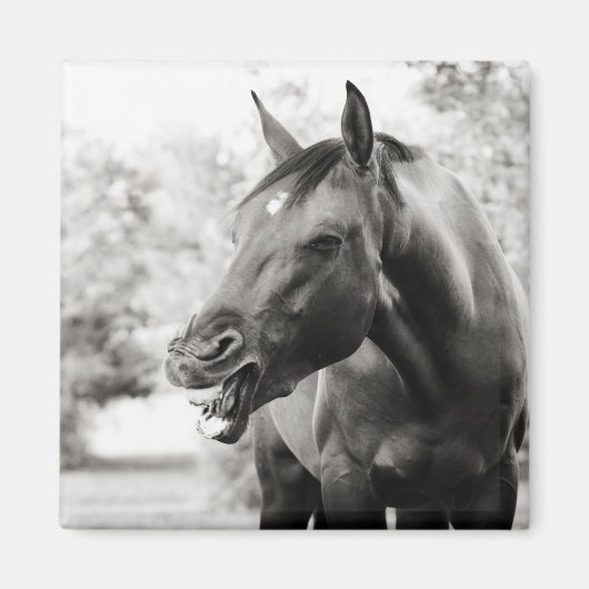 Funny Laughing Horse Magnet (Vorne)