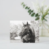 Funny Laughing Horse Postkarte (Stehend Vorderseite)