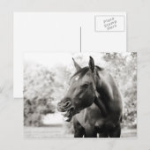 Funny Laughing Horse Postkarte (Vorne/Hinten)