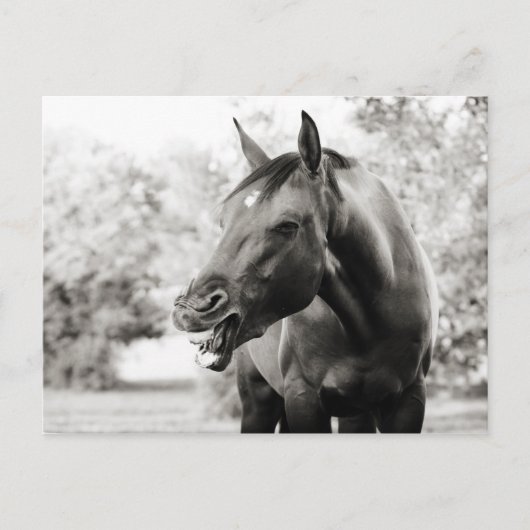 Funny Laughing Horse Postkarte (Vorderseite)