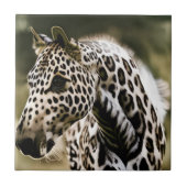 Funny Leopard Appaloosa Keramik Tile Fliese (Vorderseite)