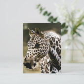 Funny Leopard Appaloosa Pferdepostcard Postkarte (Stehend Vorderseite)