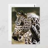 Funny Leopard Appaloosa Pferdepostcard Postkarte (Vorne/Hinten)