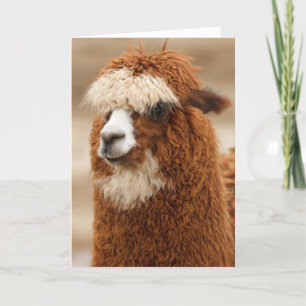 Funny Llama Birthday Karte