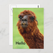 Funny Llama Postcard - Jedem Anlass Postkarte (Vorne/Hinten)