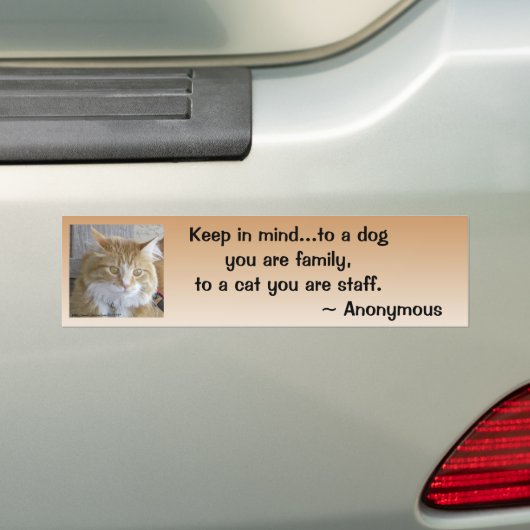 Funny Maine Coon Kitten Foto Personalisiert Autoaufkleber (Auf Auto)