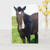 Funny Mare Birthday Karte (Gelbe Blume)