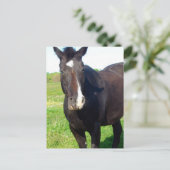 Funny Mare Postkarte (Stehend Vorderseite)