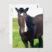 Funny Mare Postkarte (Vorne/Hinten)