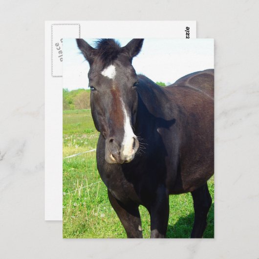 Funny Mare Postkarte (Vorne/Hinten)