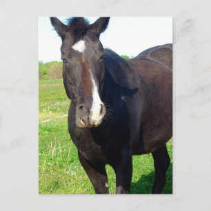 Funny Mare Postkarte
