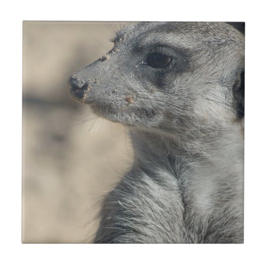 Funny Meerkat Fliese (Vorderseite)