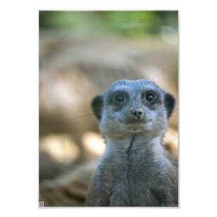 Funny Meerkat Fotodruck