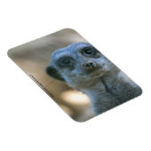 Funny Meerkat Magnet (Rechte Seite)