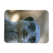 Funny Meerkat Magnet (Horizontal)