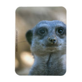 Funny Meerkat Magnet (Vertikal)