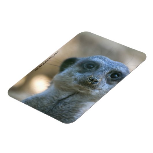 Funny Meerkat Magnet (Linke Seite)
