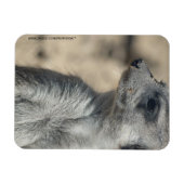 Funny Meerkat Magnet (Horizontal)