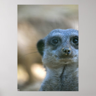 Funny Meerkat Poster