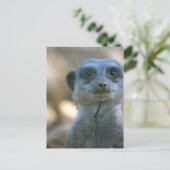 Funny Meerkat Postkarte (Stehend Vorderseite)