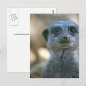 Funny Meerkat Postkarte (Vorne/Hinten)