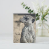 Funny Meerkat Postkarte (Stehend Vorderseite)