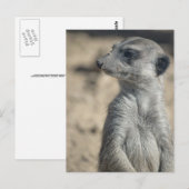 Funny Meerkat Postkarte (Vorne/Hinten)